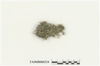 藏品(雙齒異萼蘚)的圖片